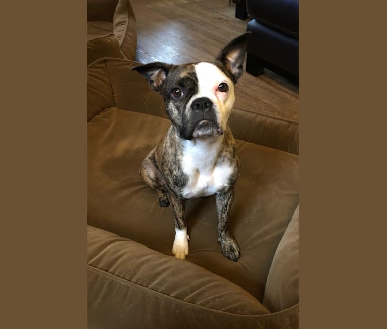 Wallpaper Embark Dog Dna Test Breed For Android