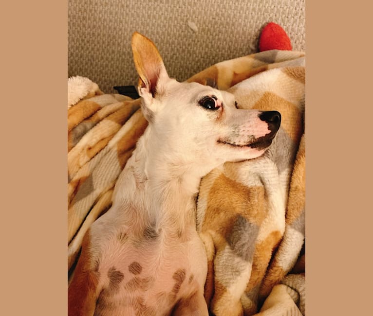Juno, a Chihuahua and Miniature Pinscher mix tested with EmbarkVet.com