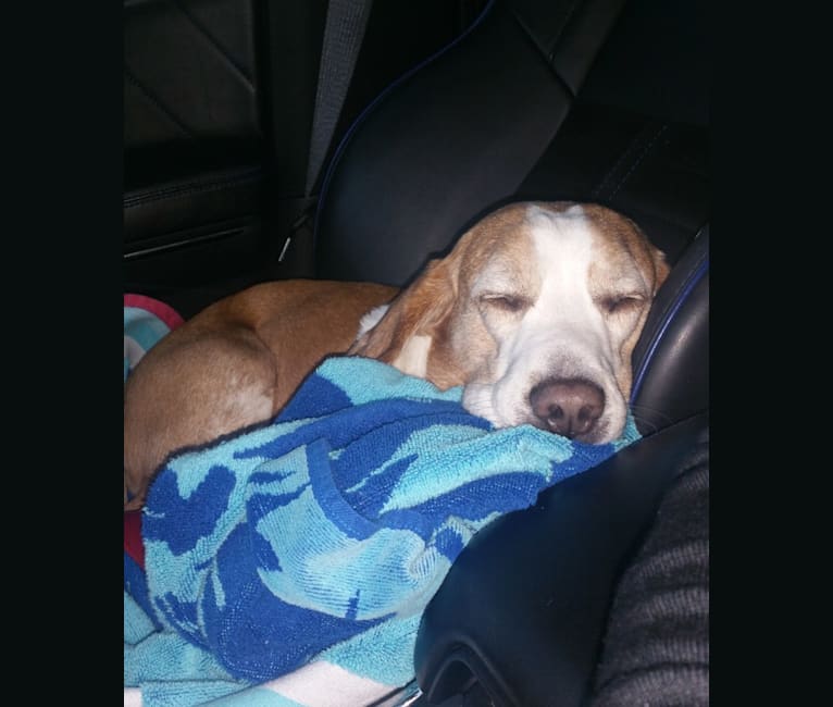 Photo of T T (Todd), a Beagle  in South Carolina, USA