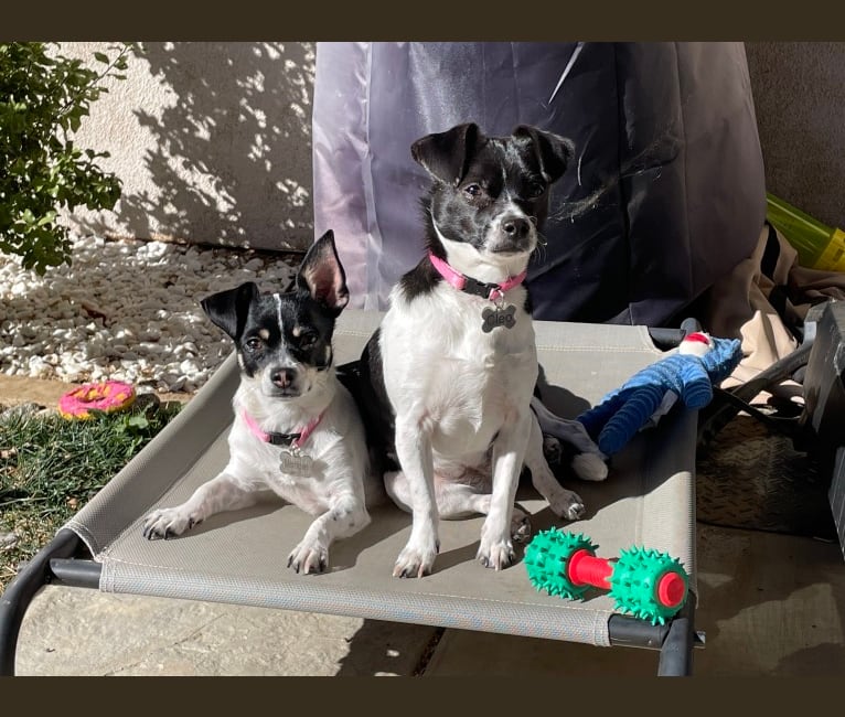 Photo of Cleo, a Chihuahua, Shih Tzu, Pekingese, and Mixed mix in Palmdale, California, USA