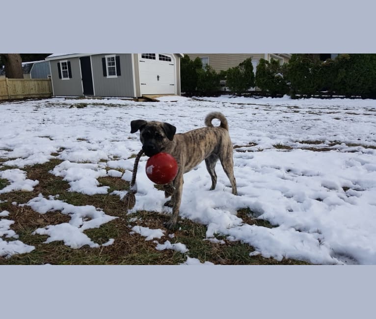 Paisley, a Pug and Akita mix tested with EmbarkVet.com