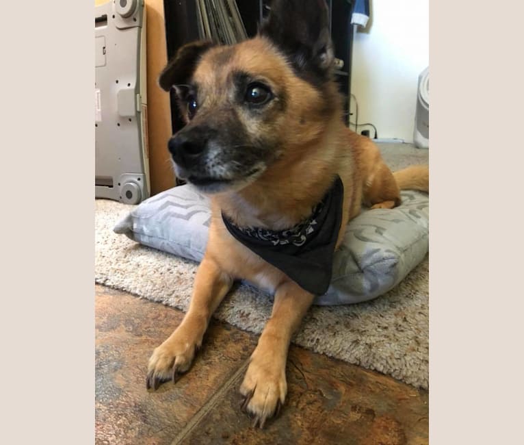 Knox, a Chihuahua and German Shepherd Dog mix tested with EmbarkVet.com