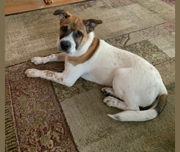 Clancey, a Chinese Shar-Pei and Australian Cattle Dog mix tested with EmbarkVet.com