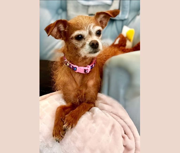 Tippy, a Chihuahua and Poodle (Small) mix tested with EmbarkVet.com