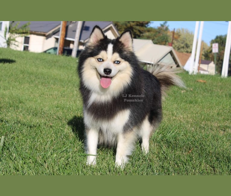 Trippy, a Pomsky tested with EmbarkVet.com