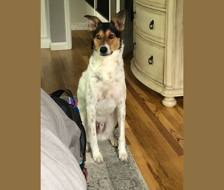 Terrier and australian shepherd cheap mix