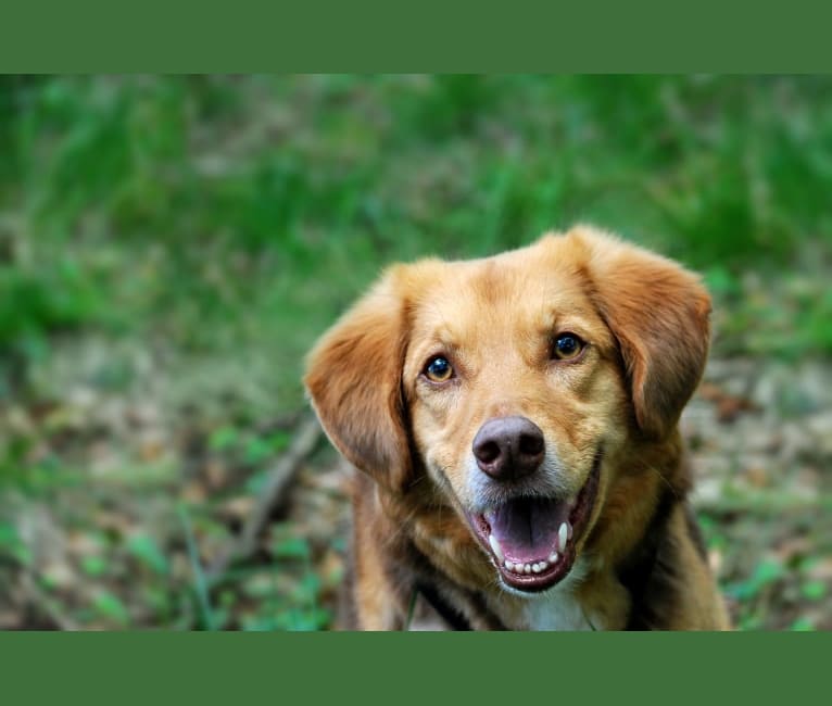 Andy, an European Village Dog tested with EmbarkVet.com