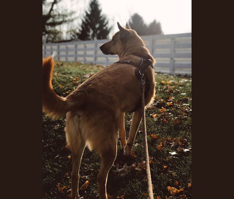 chesapeake bay retriever german shepherd mix