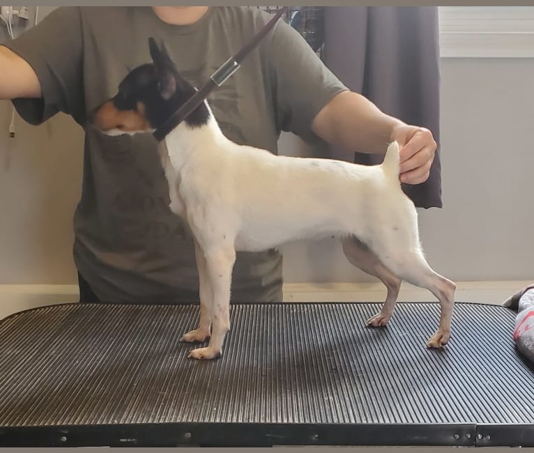 Lyrics, a Toy Fox Terrier tested with EmbarkVet.com