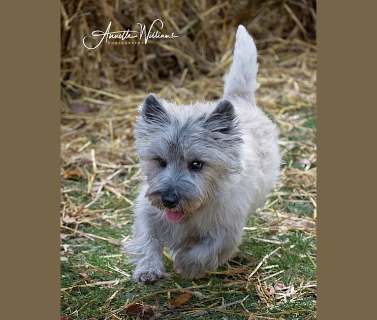 Cooper, a Cairn Terrier tested with EmbarkVet.com