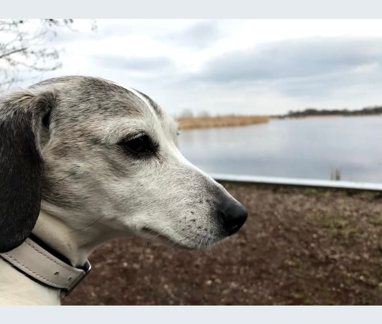 Photo of Patti, an Eastern European Village Dog  in Minsk, Minsk Region, Belarus