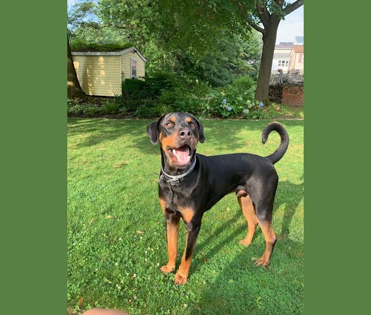 Axel, a Doberman Pinscher and Rottweiler mix tested with EmbarkVet.com