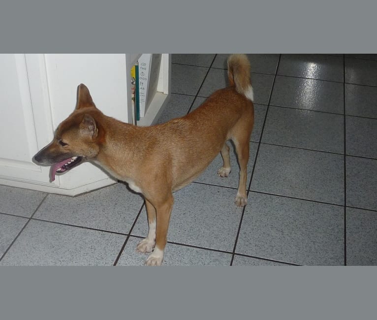Hangtown's Gracie, a New Guinea Singing Dog tested with EmbarkVet.com