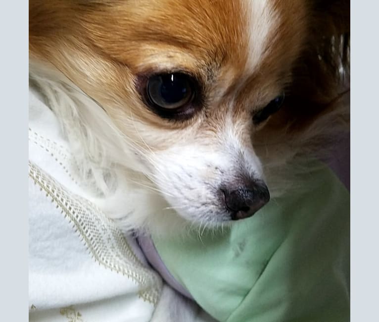 Wawa shop family chihuahuas