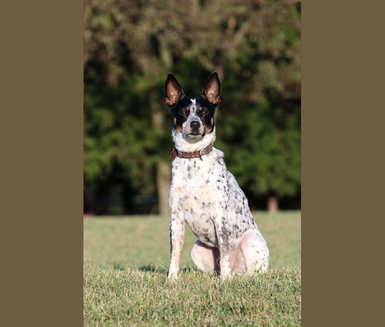 Embark Dog DNA Test Breed
