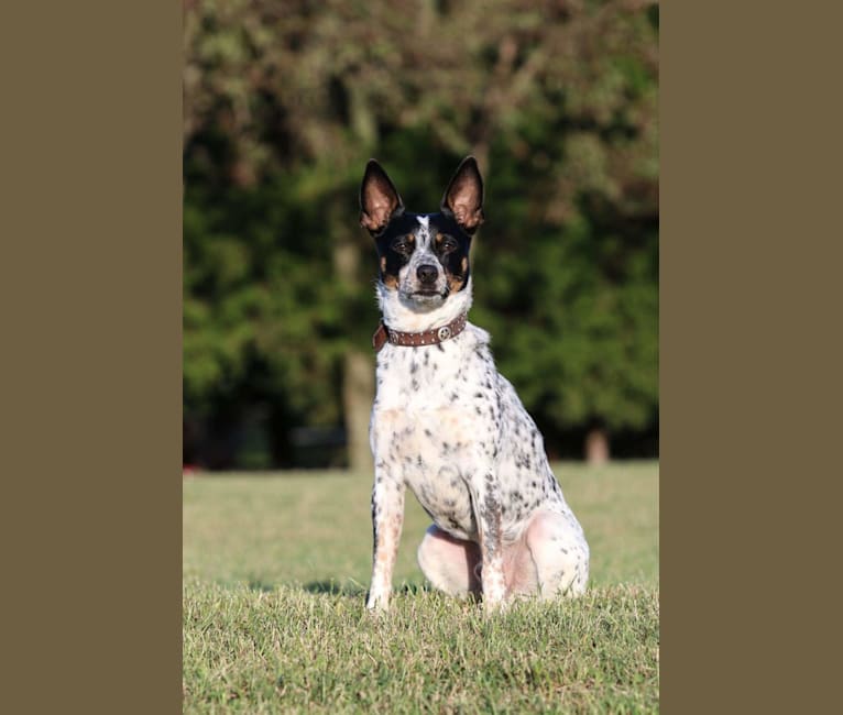 Hank, an Australian Cattle Dog and Chihuahua mix tested with EmbarkVet.com