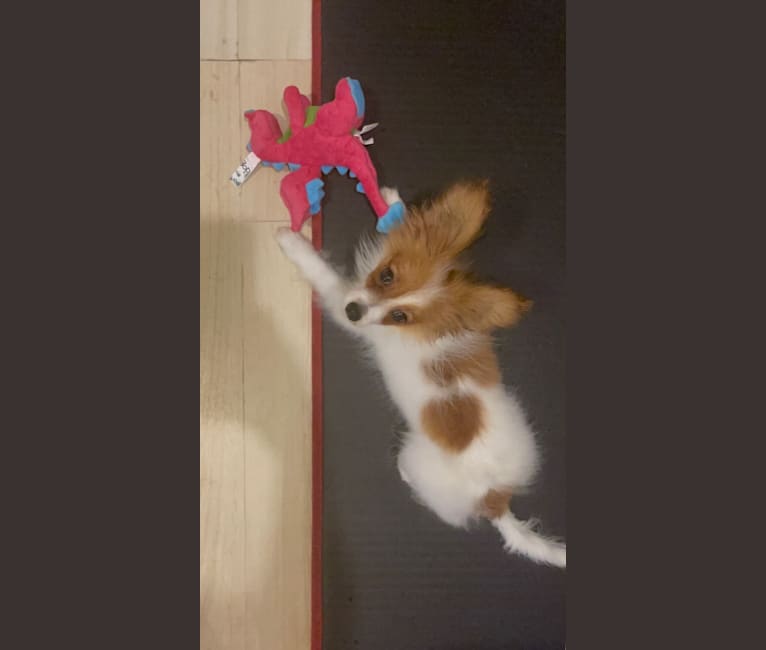 Gumber, a Papillon tested with EmbarkVet.com