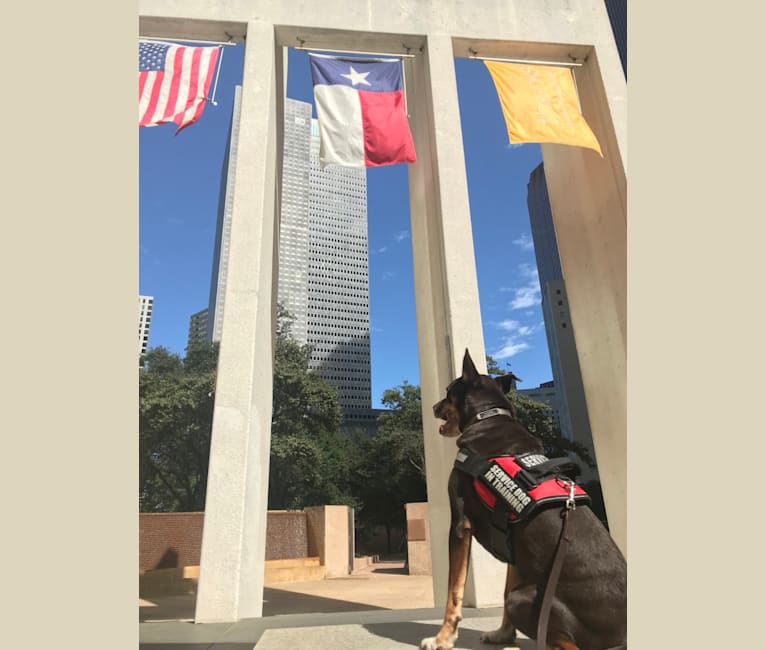 Photo of Cooper, an American Pit Bull Terrier, American Staffordshire Terrier, Chow Chow, and Mixed mix in San Antonio, Texas, USA