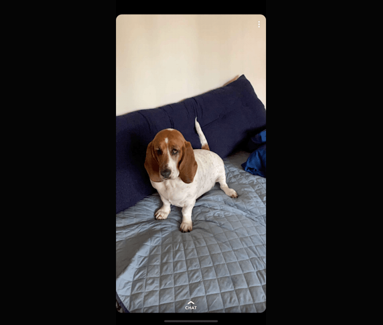 Leia, a Basset Hound tested with EmbarkVet.com