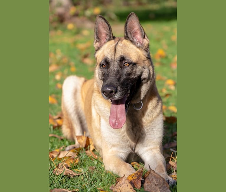 Half german shepherd half akita deals