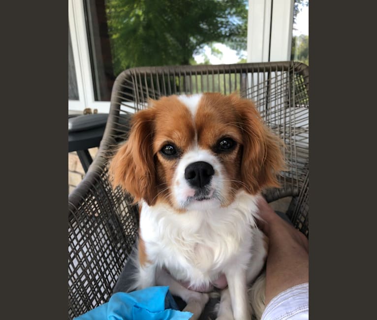 Marlee, a Cavalier King Charles Spaniel tested with EmbarkVet.com