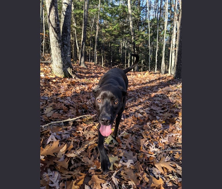 Photo of Bode, a Labrador Retriever, Coonhound, and Mixed mix in Kentucky, USA