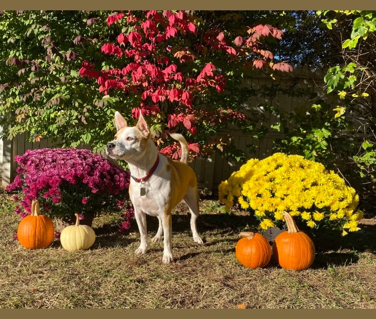 Spike, an American Pit Bull Terrier and Miniature/MAS-type Australian Shepherd mix tested with EmbarkVet.com