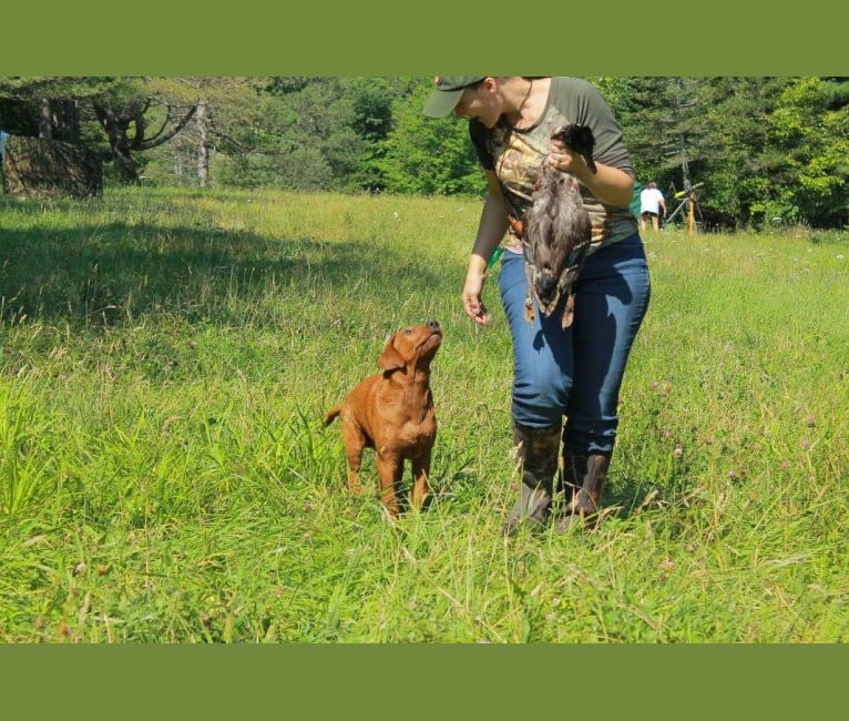 Photo of Aries, a Labrador Retriever  in Ohio, USA
