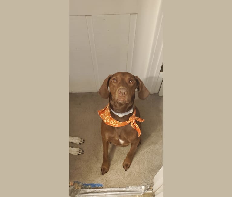 Dakota, a Chesapeake Bay Retriever and German Shorthaired Pointer mix tested with EmbarkVet.com