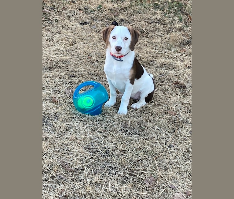 Lacey, a Beagle and Mountain Cur mix tested with EmbarkVet.com