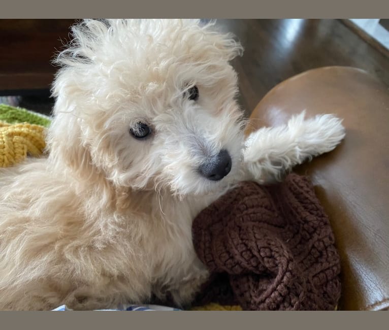 Molly, a Poodle (Small) tested with EmbarkVet.com