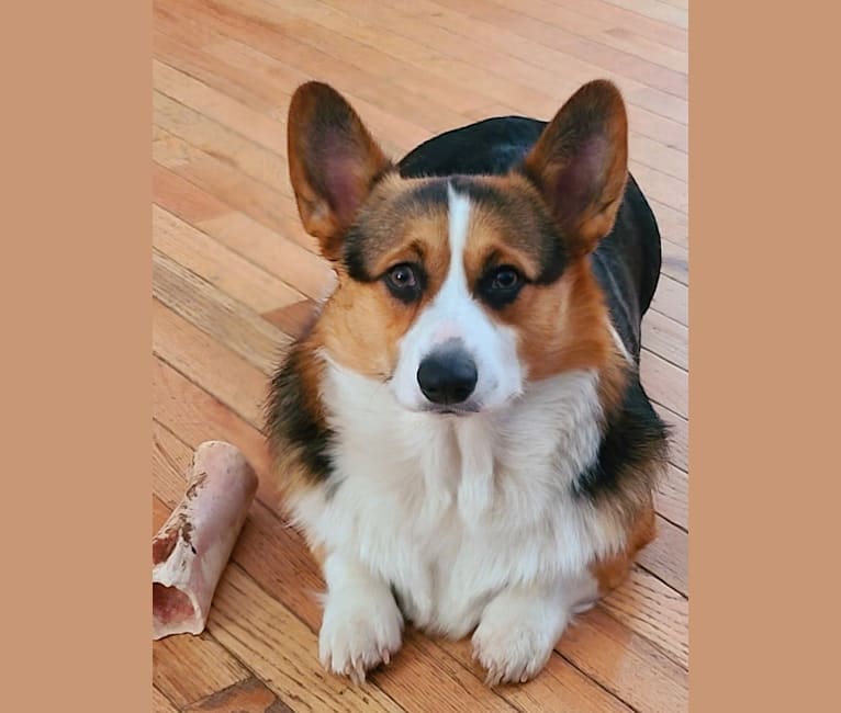 Jackson, a Pembroke Welsh Corgi tested with EmbarkVet.com