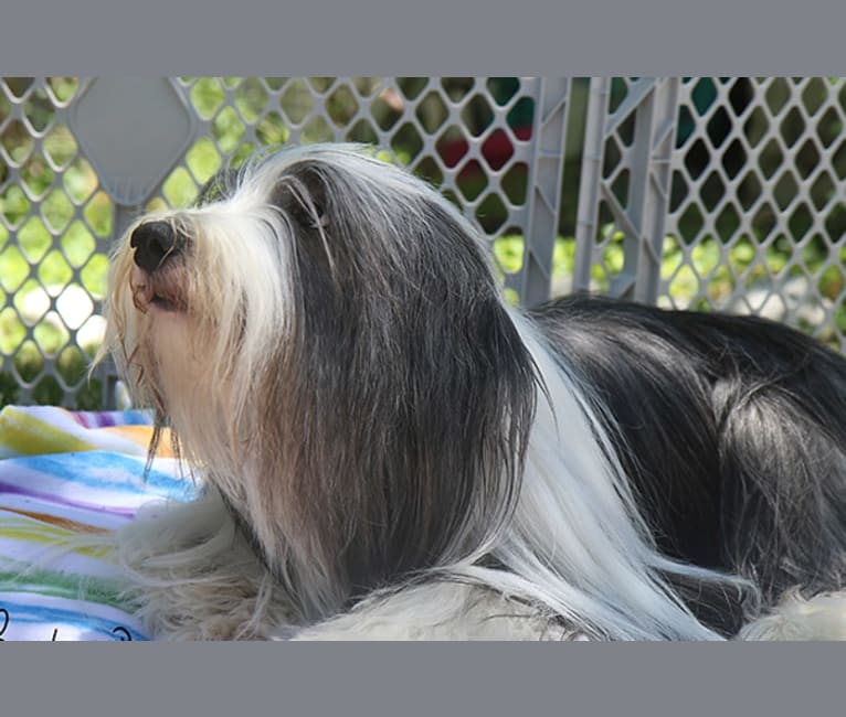Photo of Emerald, a Bearded Collie  in Brantford, ON, Canada