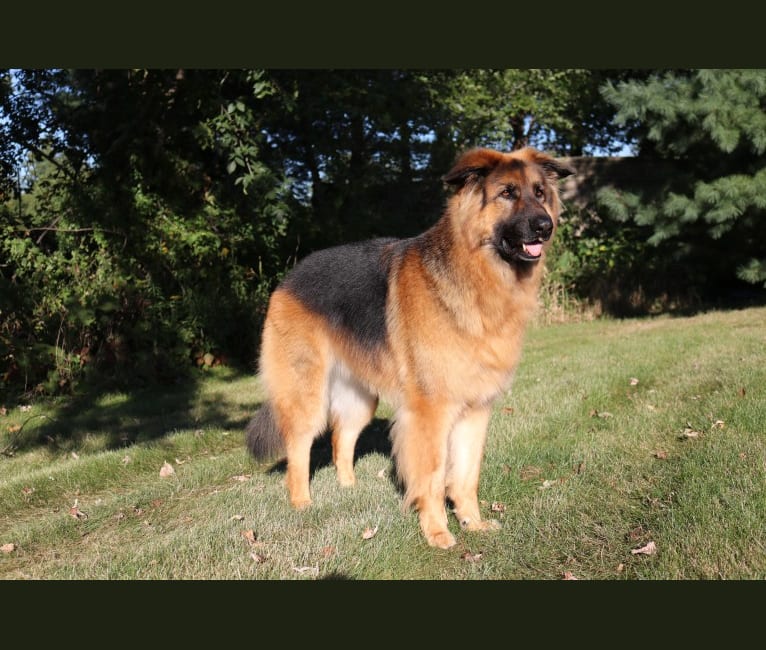 Embark Dog DNA Test Breed