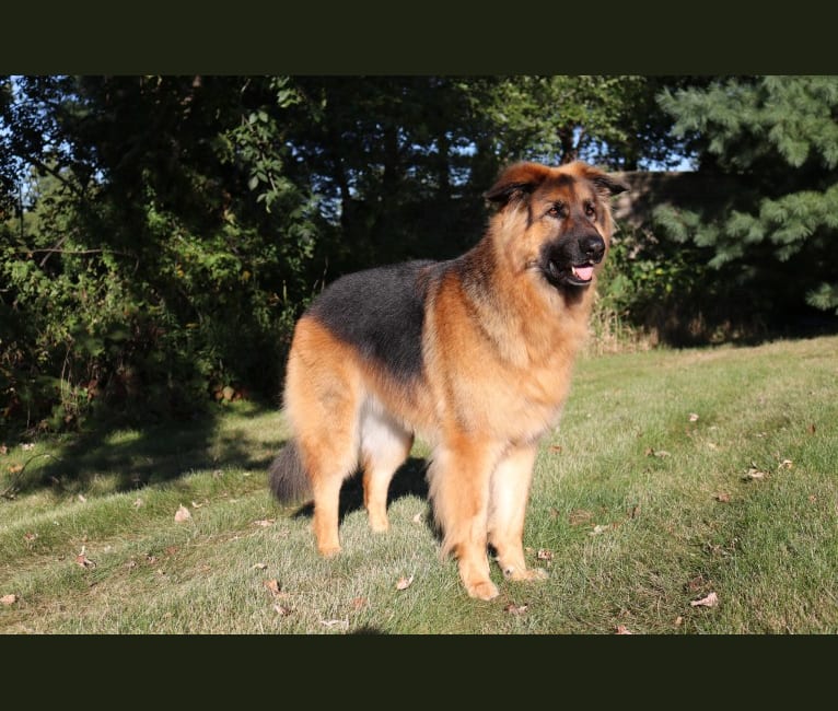 Moose, a German Shepherd Dog and Black Russian Terrier mix tested with EmbarkVet.com