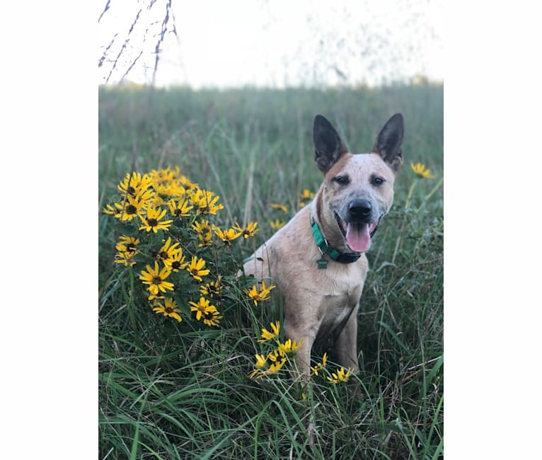 Odie, an Australian Cattle Dog and Border Collie mix tested with EmbarkVet.com