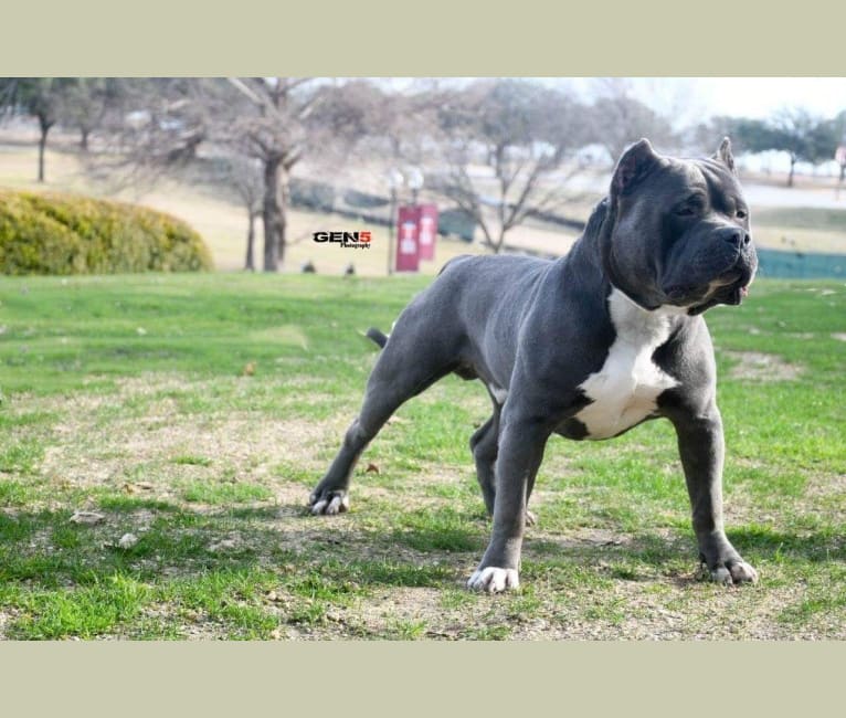Andonas amstaff sales