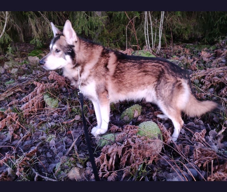 Midas, a German Shepherd Dog and Siberian Husky mix tested with EmbarkVet.com
