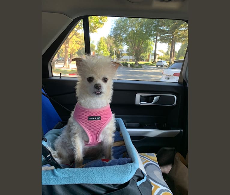 Photo of Honey, a Chihuahua, Poodle (Small), and Mixed mix in Sacramento, CA, USA