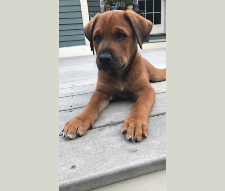 Beau, a Labrador Retriever and German Shepherd Dog mix tested with EmbarkVet.com