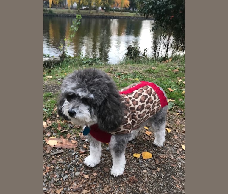 Holly, a Poodle (Small) tested with EmbarkVet.com