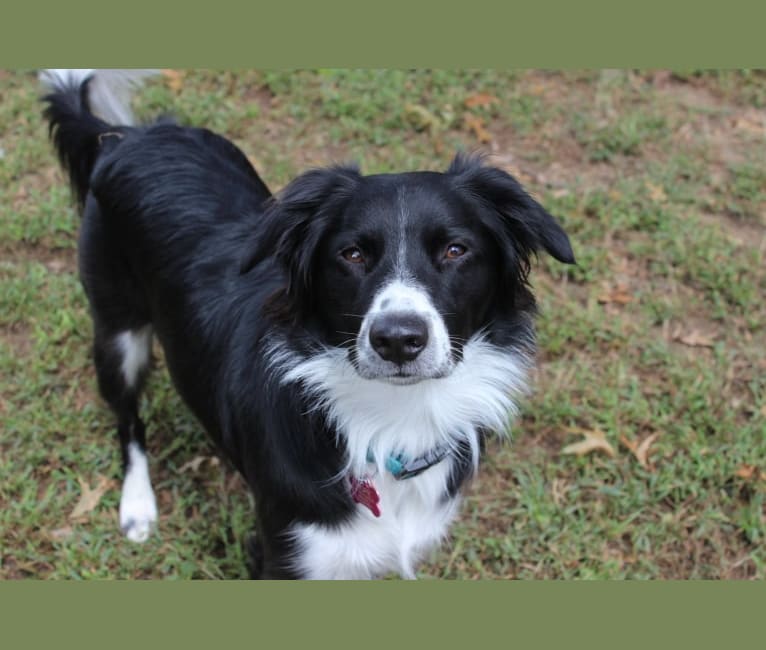 Hope, a Brittany and American Eskimo Dog mix tested with EmbarkVet.com