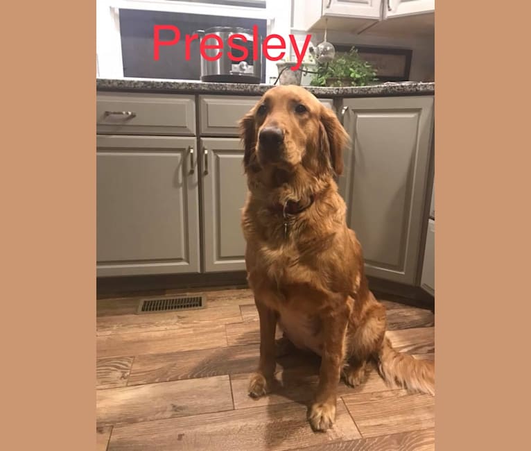Presley, a Golden Retriever tested with EmbarkVet.com