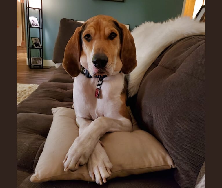 Photo of Finn, an American Leopard Hound  in Whitefish, Montana, USA