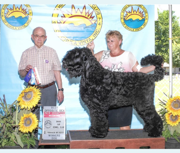 Photo of Greg, a Black Russian Terrier  in Russia