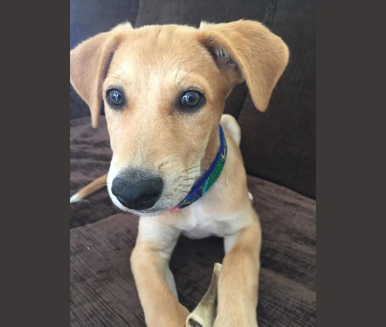 Lucy, a Central and East African Village Dog tested with EmbarkVet.com