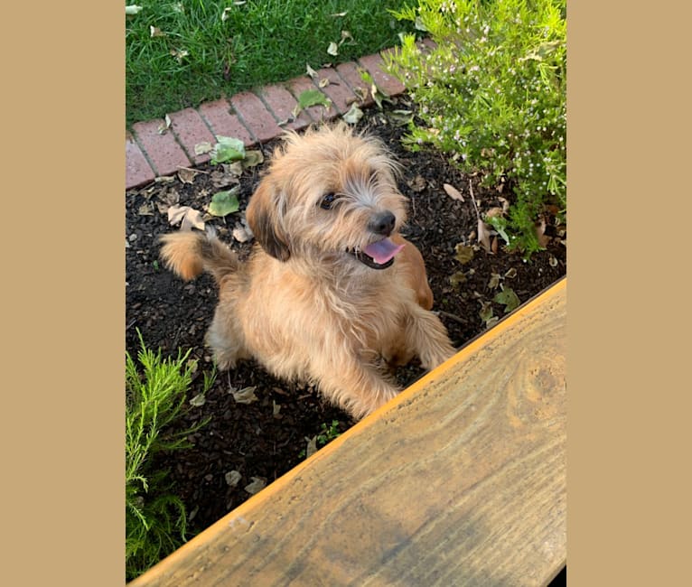 Lhasa apso dachshund mix clearance