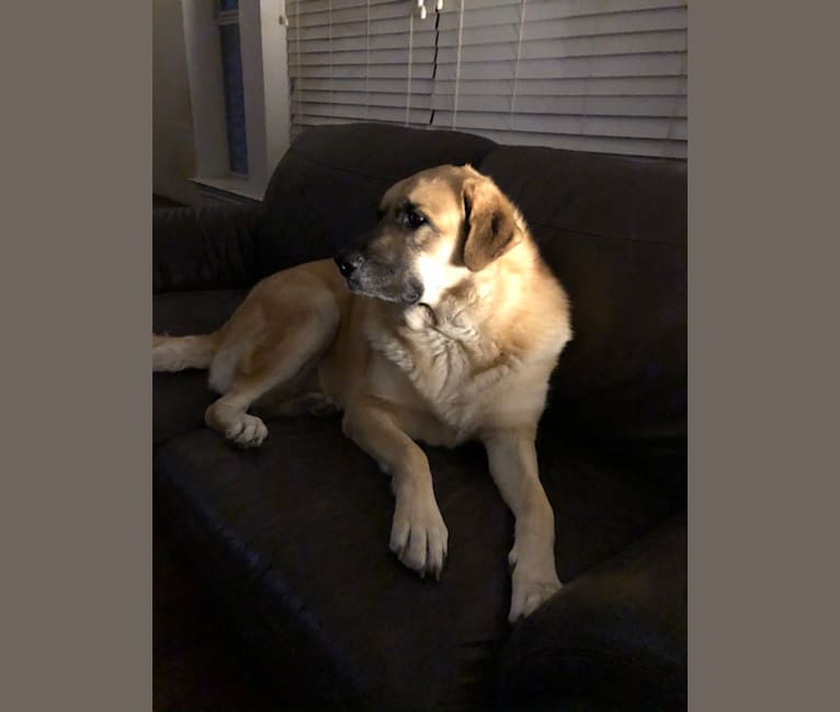 Storm, a Great Pyrenees and German Shepherd Dog mix tested with EmbarkVet.com