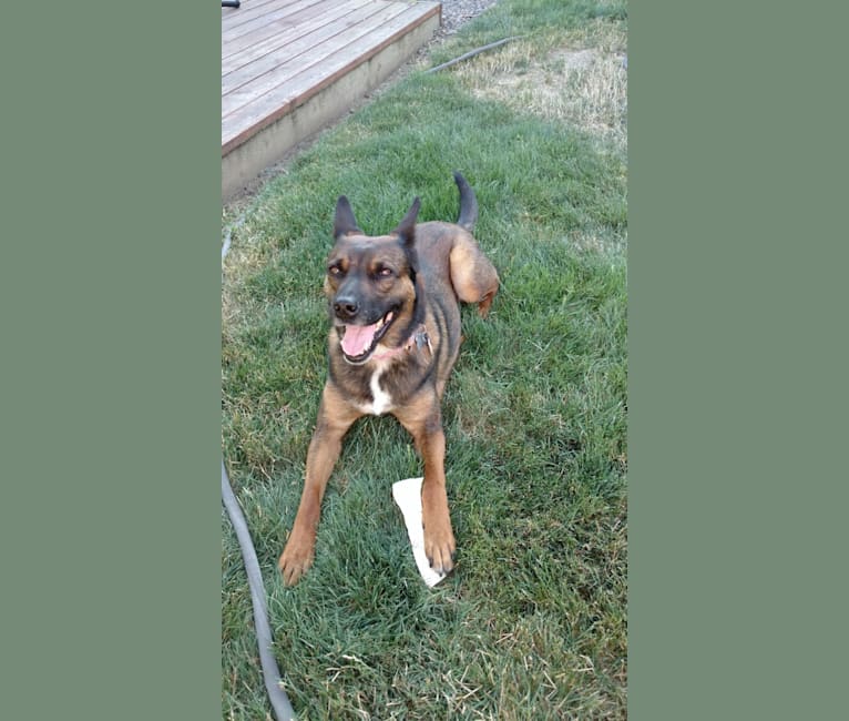 embark dog dna test breed