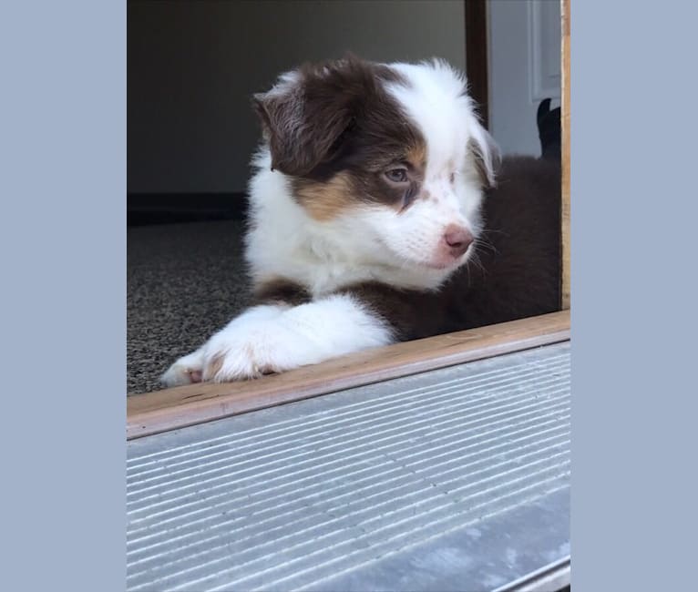 Berlin, an Australian Shepherd tested with EmbarkVet.com